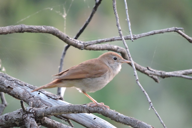 Nightingale fledgling